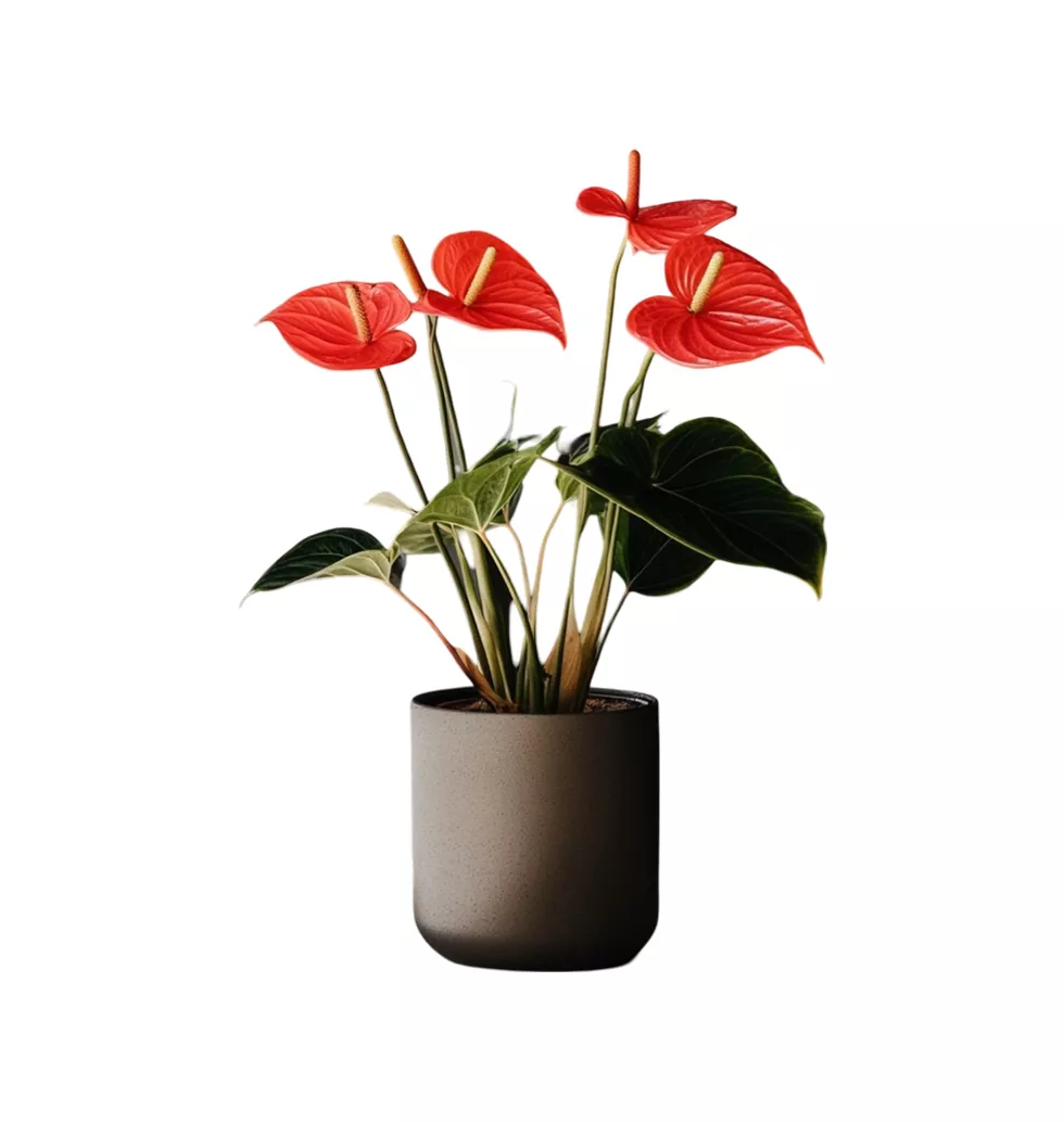 Vibrant Indoor Anthurium