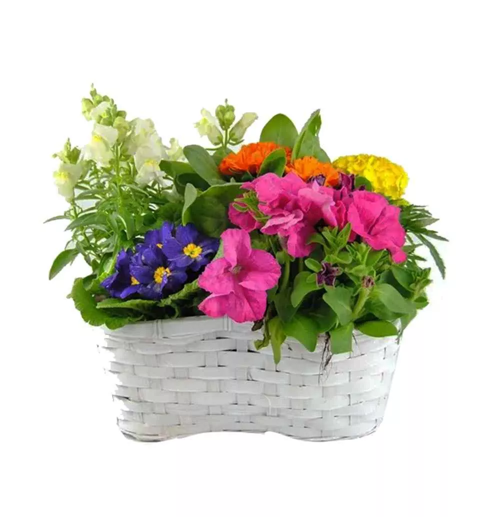 Basket Of Five Beautiful Plants