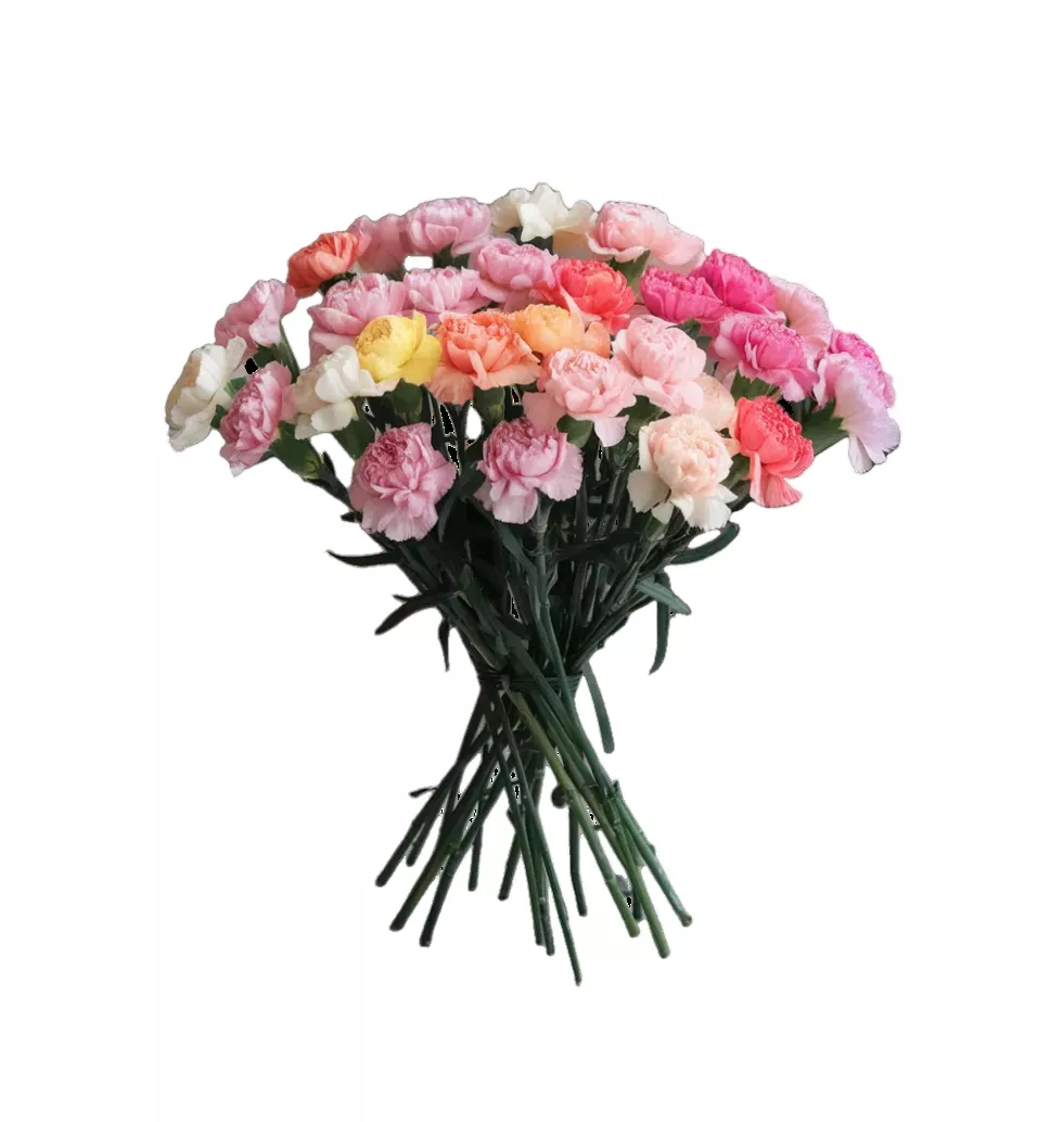 Cluster Of Carnations