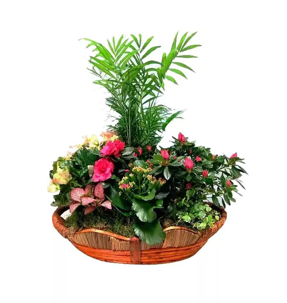 Color-Coordinated Display of Floral Plants in a Basket