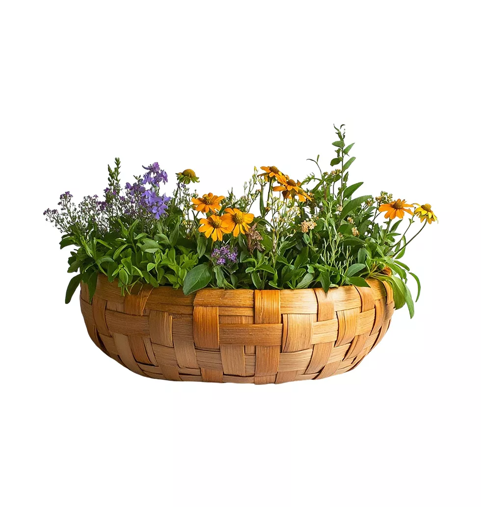 Color-Coordinated Display of Floral Plants in a Basket