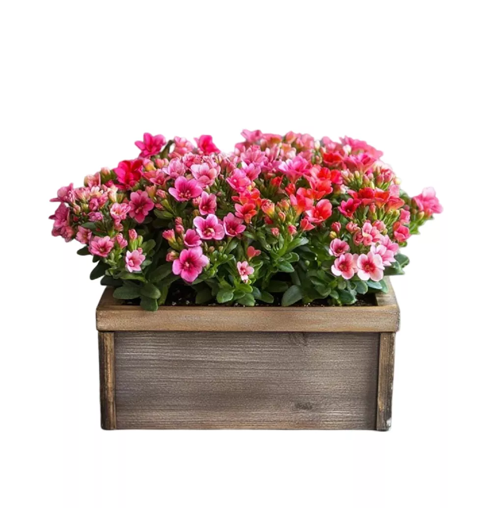 Crops Of Kalanchoe Box