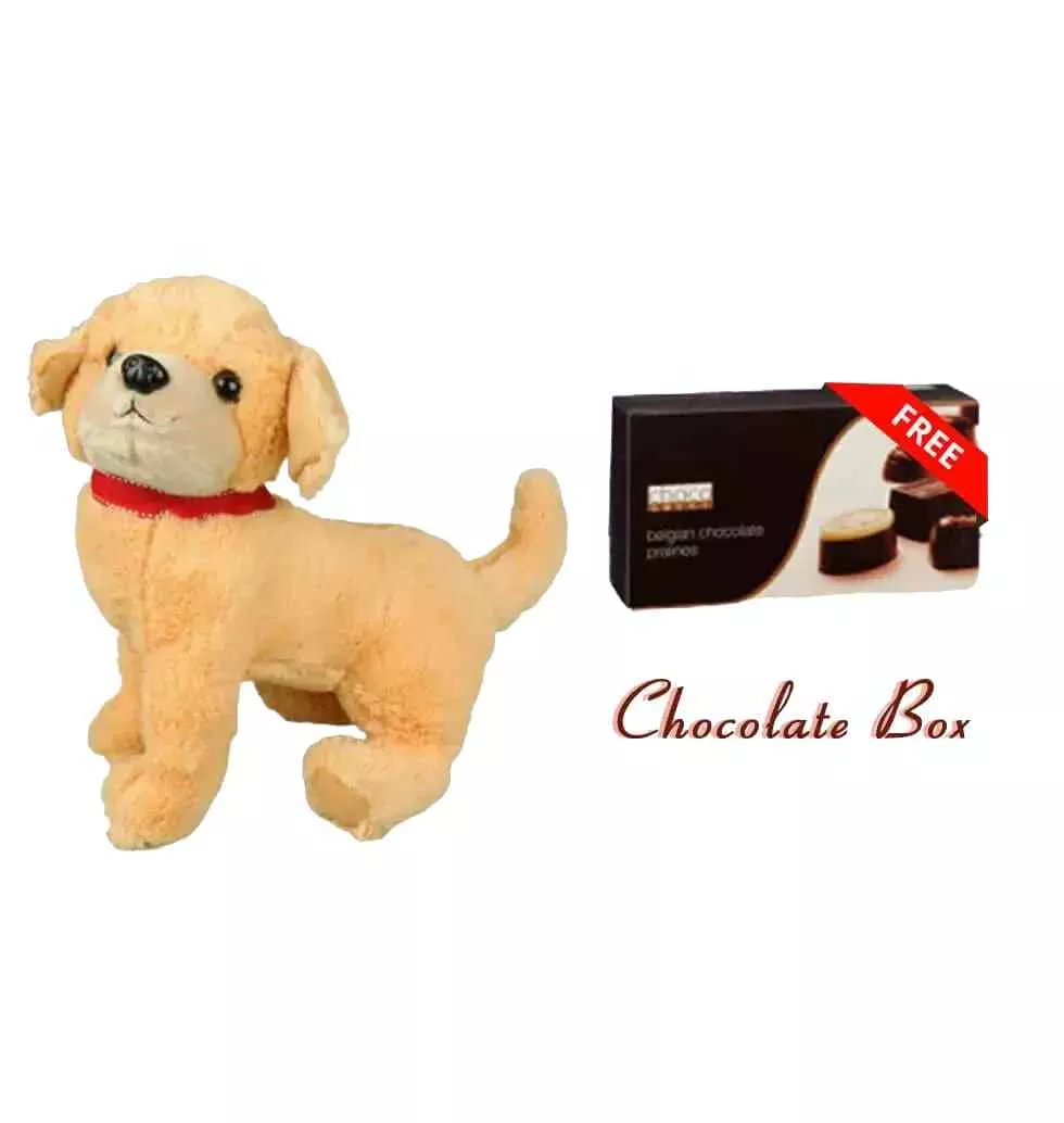 Cute Puppy and Chocolate Combo