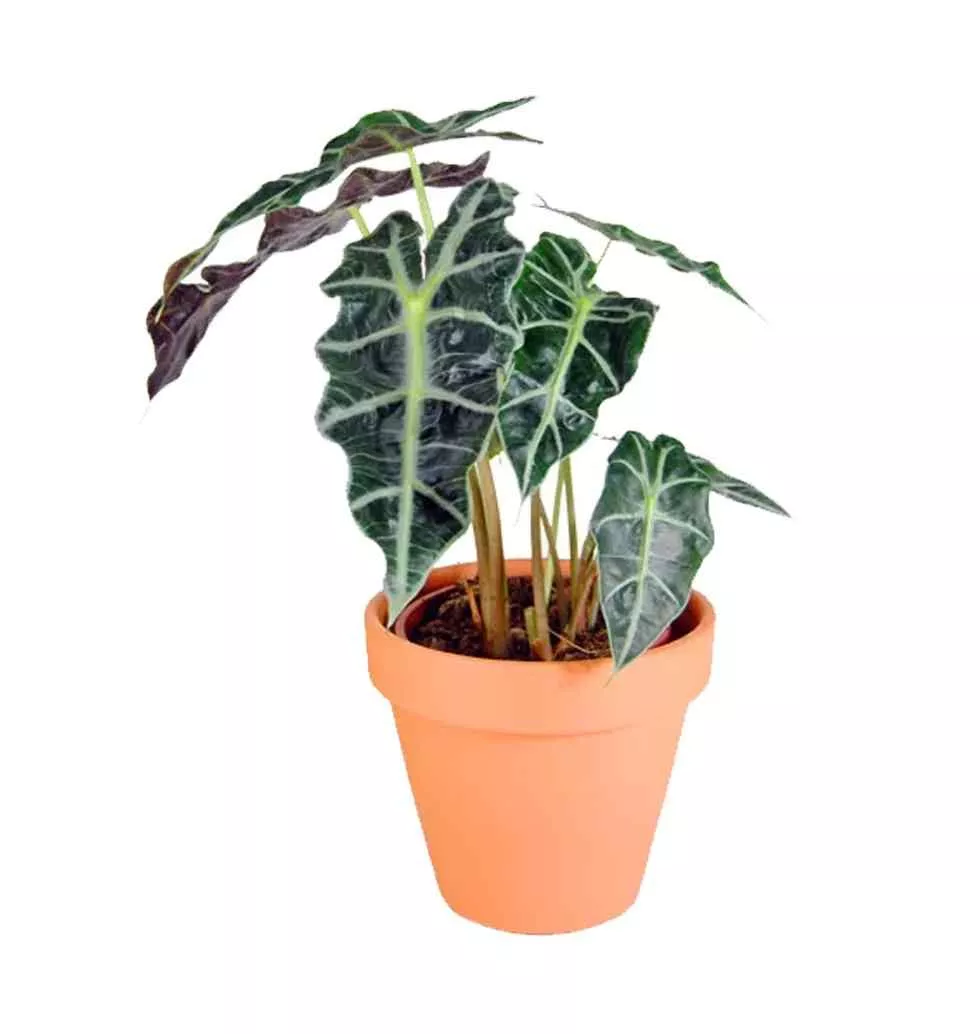 Impressive Alocasia Polly Plant