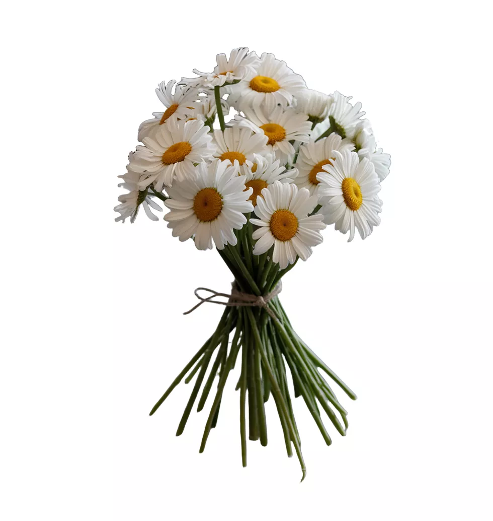 Brighten Your Day with White Daisies