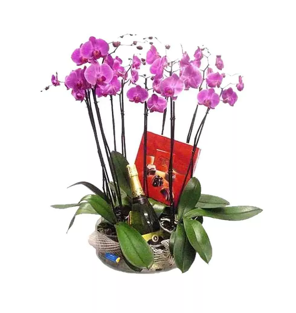Magical 4 Pahlenopsis Orchids Paired with Chocolates N Cava
