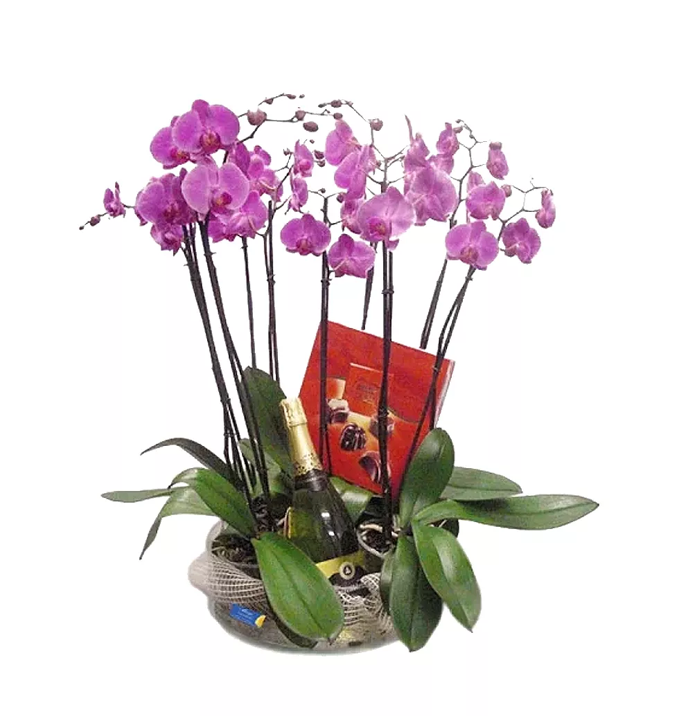 Magical 4 Pahlenopsis Orchids Paired with Chocolates N Cava