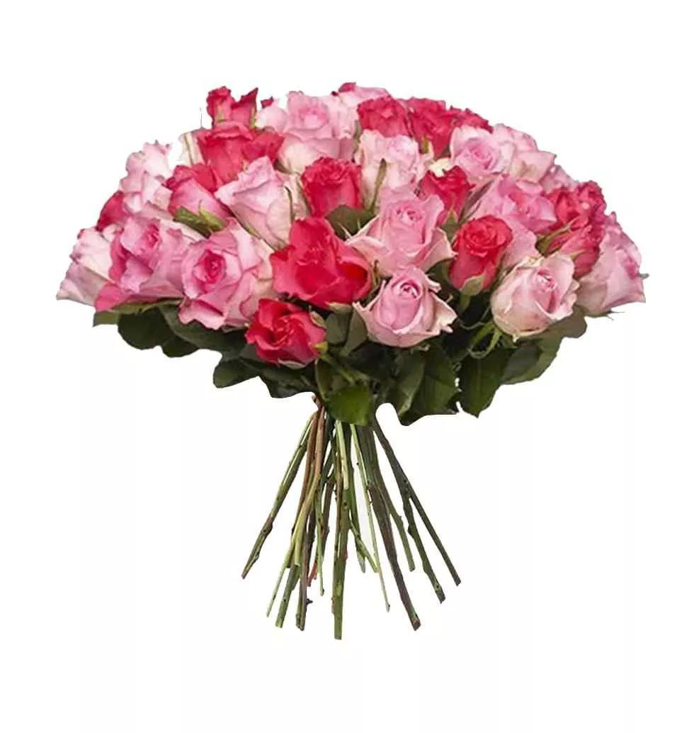 Pink Rose Symphony