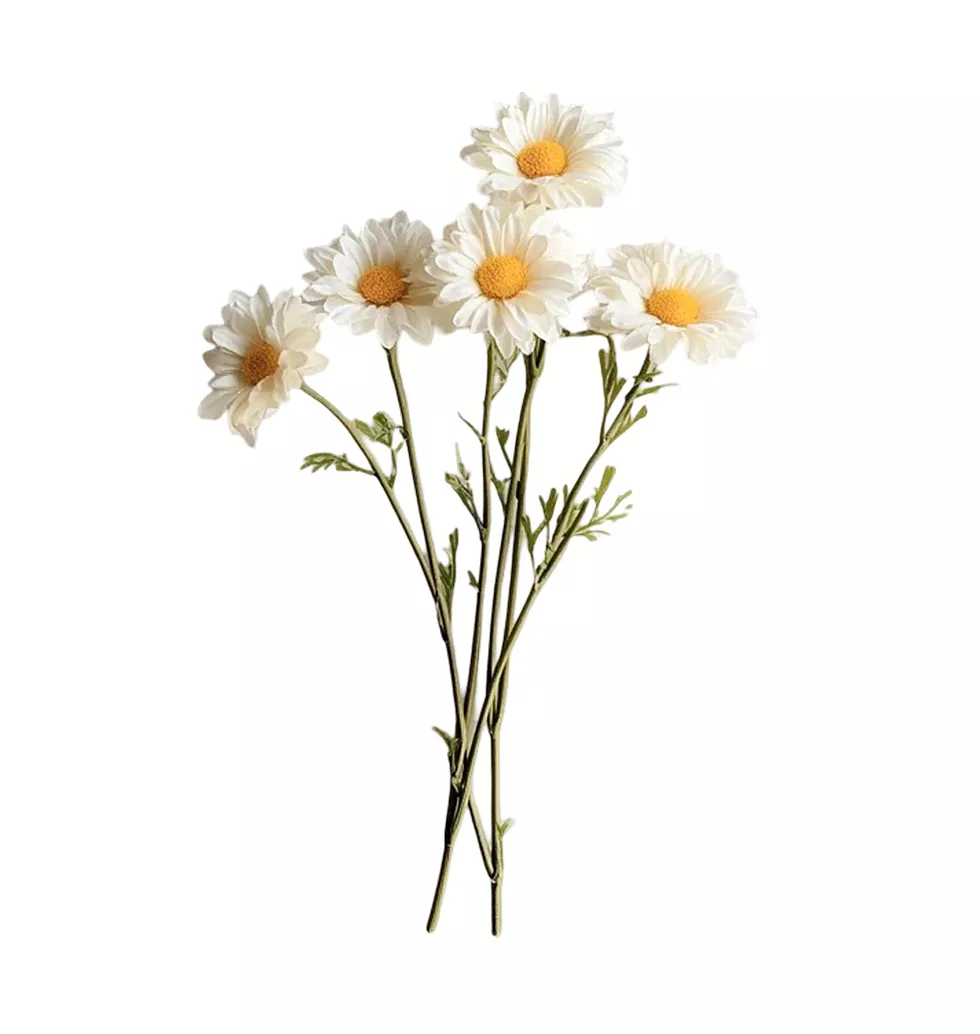 Elegant White Daisy Bunch