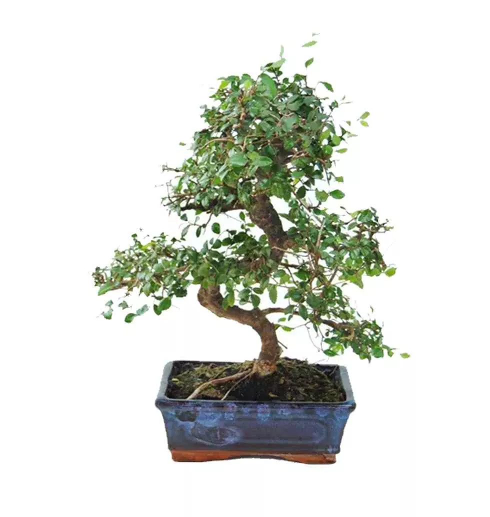 The Art And Beauty Of Bonsai Zelkova