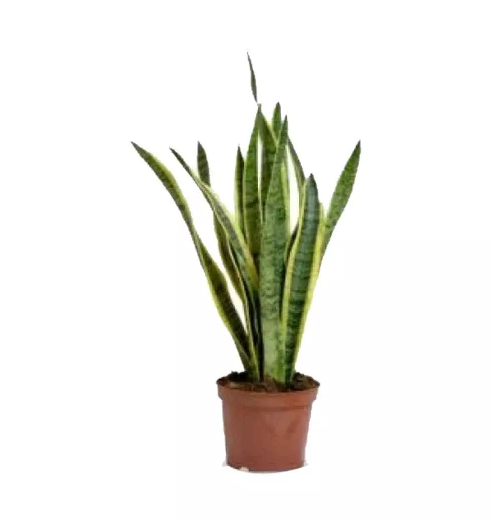 The Resilient And Stylish Indoor Plant