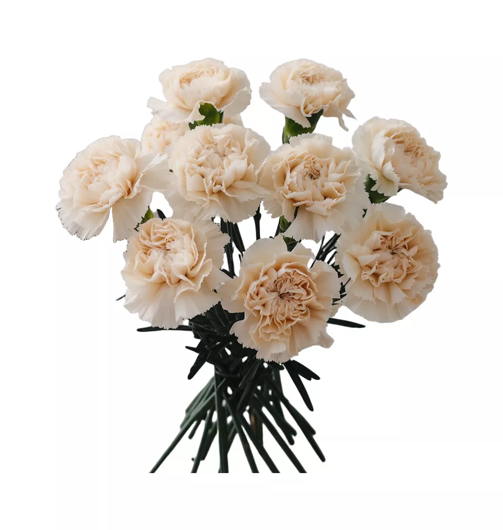 Elegant Essence Collection