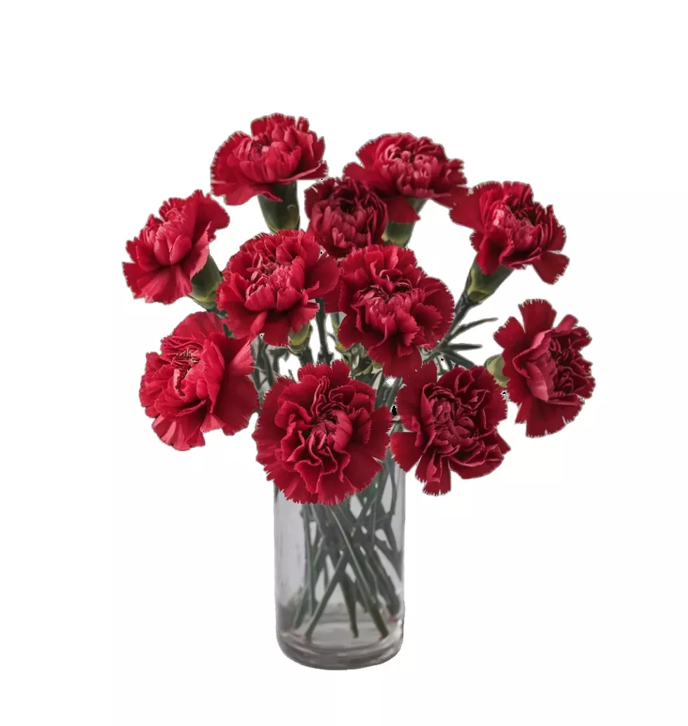 Elegant Colorful Carnations