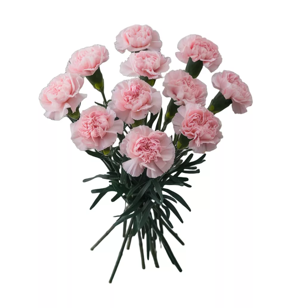 Elegant Essence Carnation Bouquet
