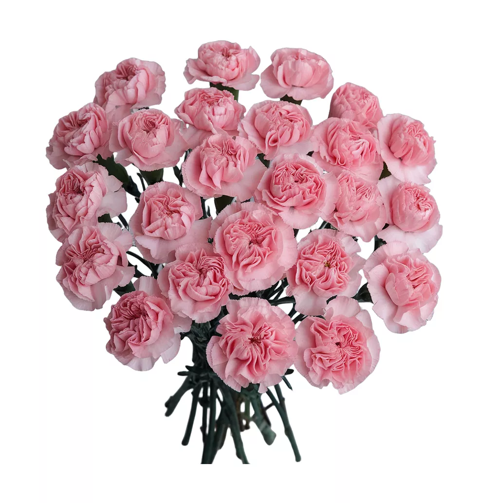 Elegant Carnation Collection