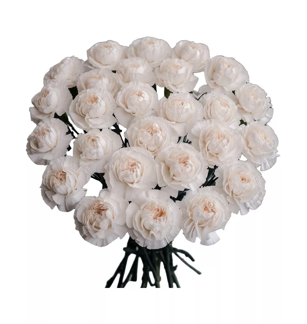 Elegant Coloured Blooms