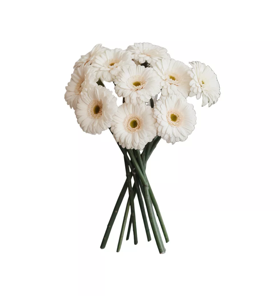 Joyful Gerbera Bouquet