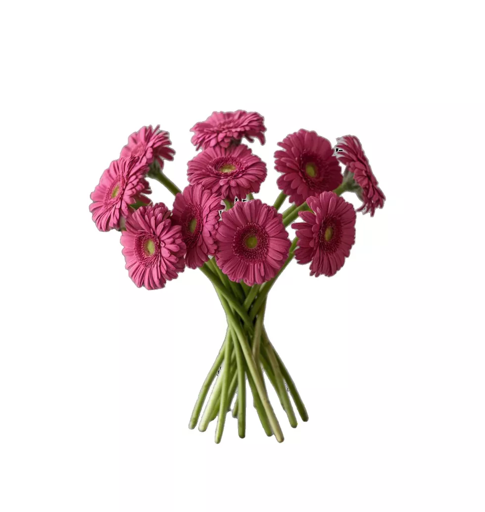 Cheerful Gerbera Blooms