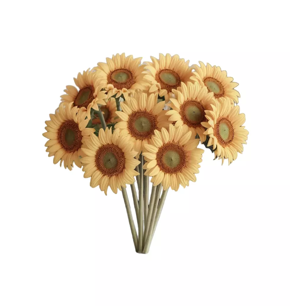 Radiant Yellow Sunshine