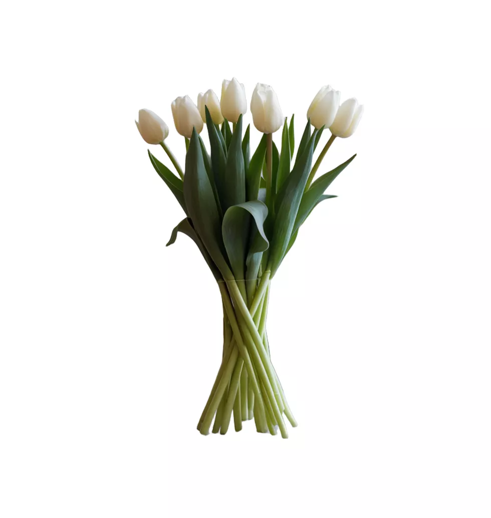 Pure Harmony Tulip Collection